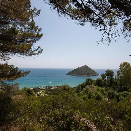 Vignarola *